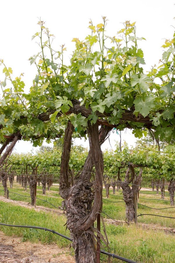 Spring vine with new shoots and fresh green canopy.