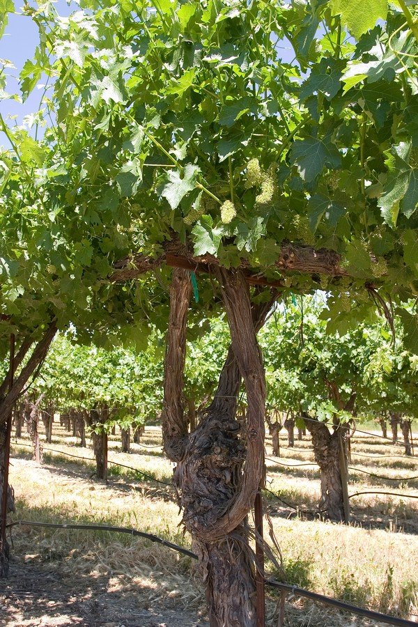 Delicate grape flowers blooming across the vineyard.