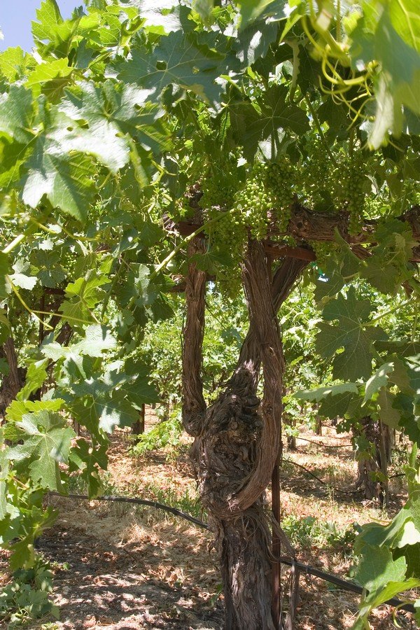 Small, newly set grape berries on the cluster.