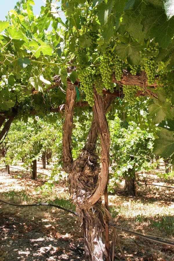 Sunlit summer canopy providing energy for fruit development.
