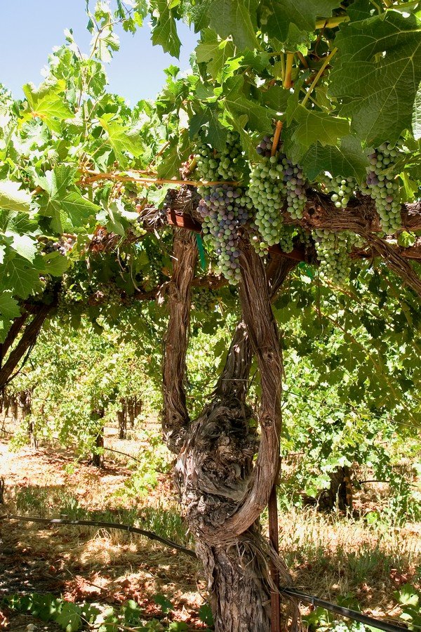 Clusters showing veraison as berries soften and color up.