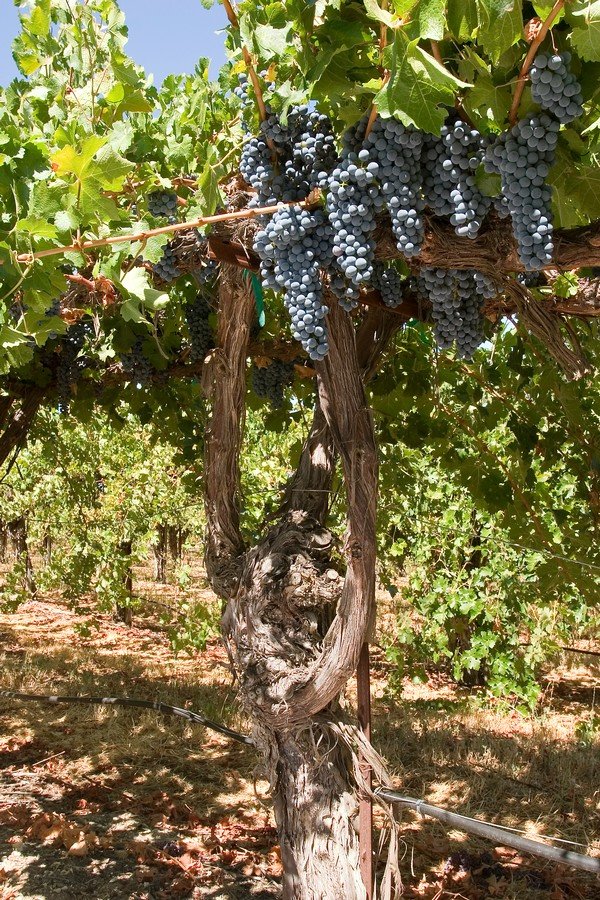 Mature clusters nearing harvest, full size and flavorful.