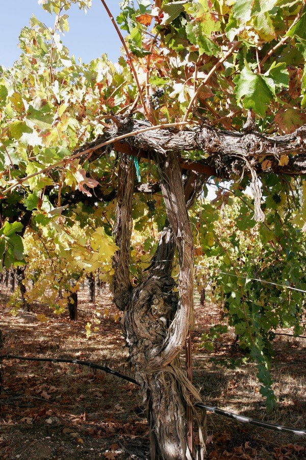 Autumn leaves turning colors as the vine enters senescence.