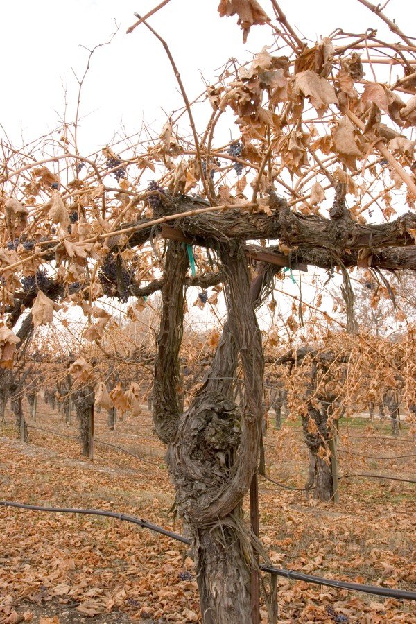 Winter vines at rest, energy stored in the roots.