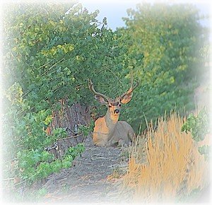 California blacktail deer grazing peacefully among vineyard rows.