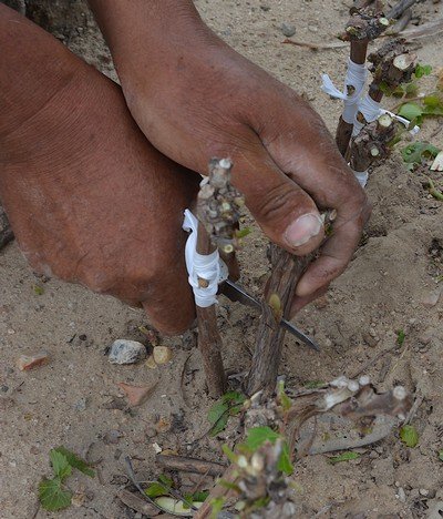 Cutting a graft wound.