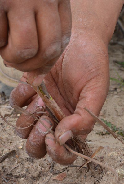 Placing the branch with a matching wound into the rooted vine.