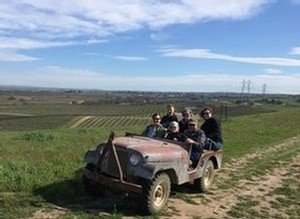 1958 Jeep Willy in the vineyard field
