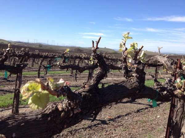 Vineyard during budbreak.