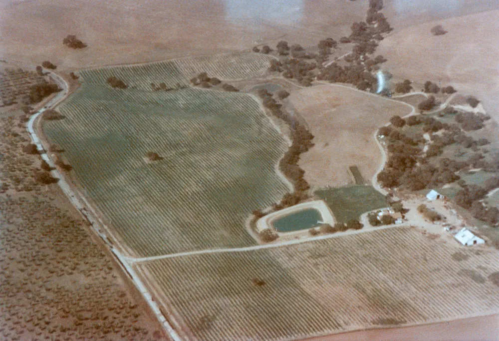 Steinbeck Vineyards, 1983-1984. The old barn is still standing.