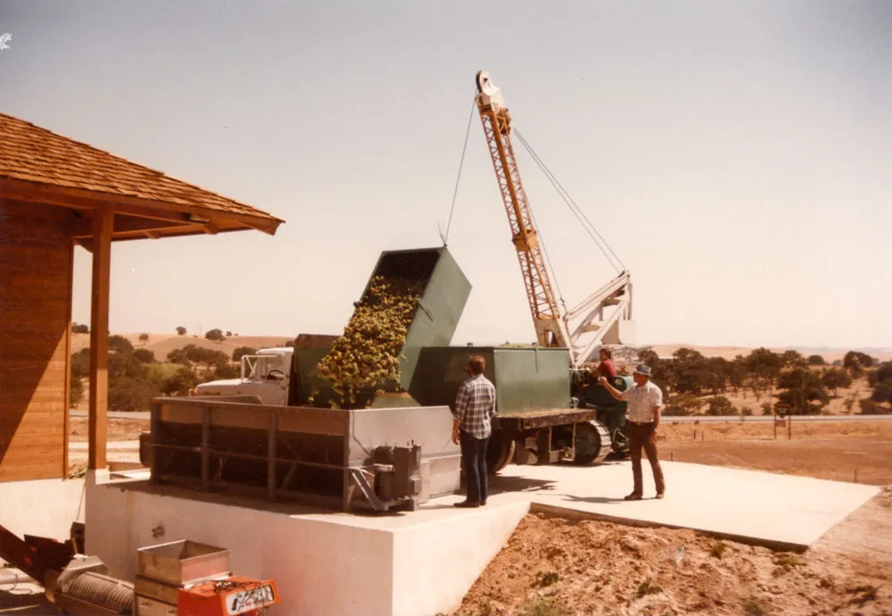 Howie and Bev Steinbeck harvesting Cabernet Sauvignon, 1985.