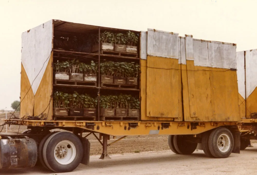 First truckload of vines, Steinbeck Vineyards, 1982.
