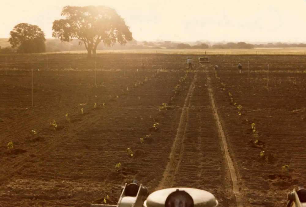 Chardonnay outside Cindy’s front door, Steinbeck Vineyards, 1982.
