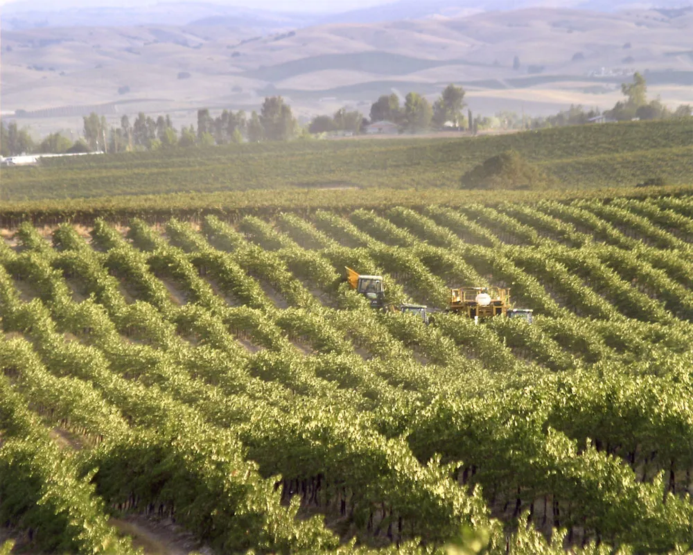 Steinbeck Vineyards, Fall 2000