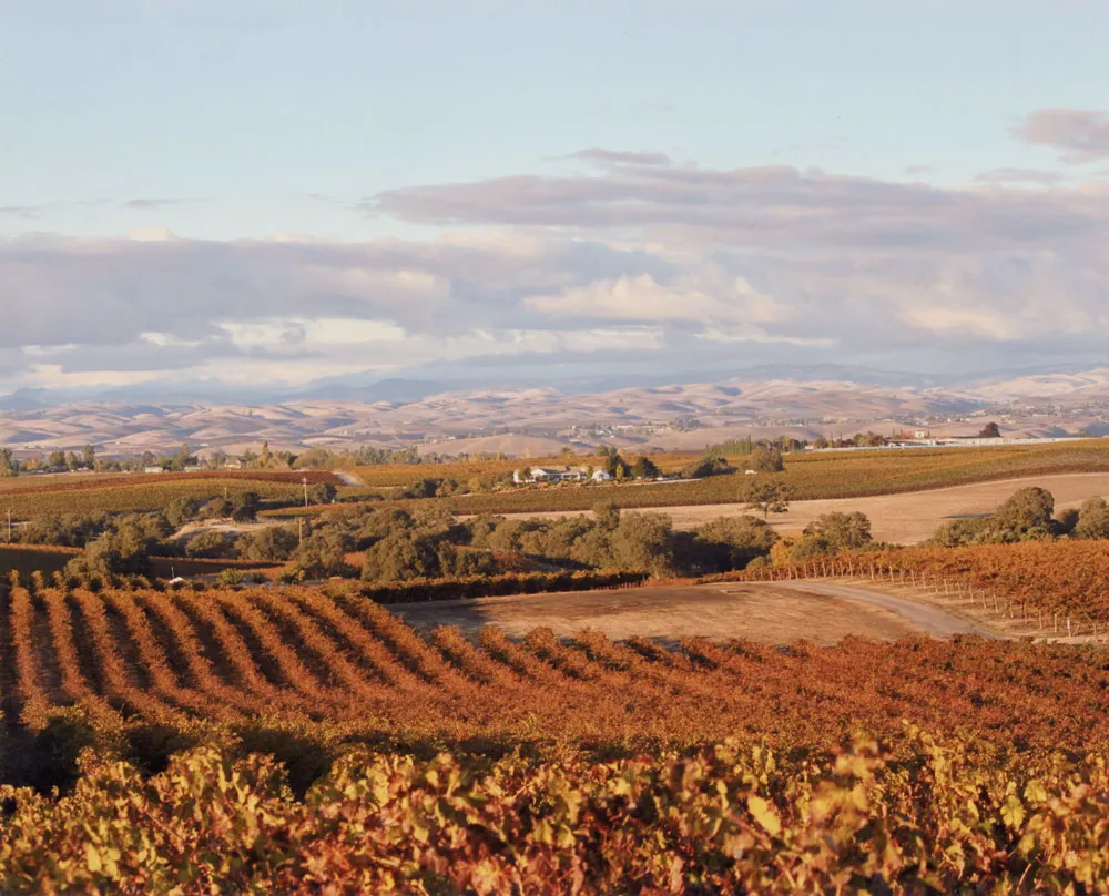 Steinbeck Vineyards, Fall 2014