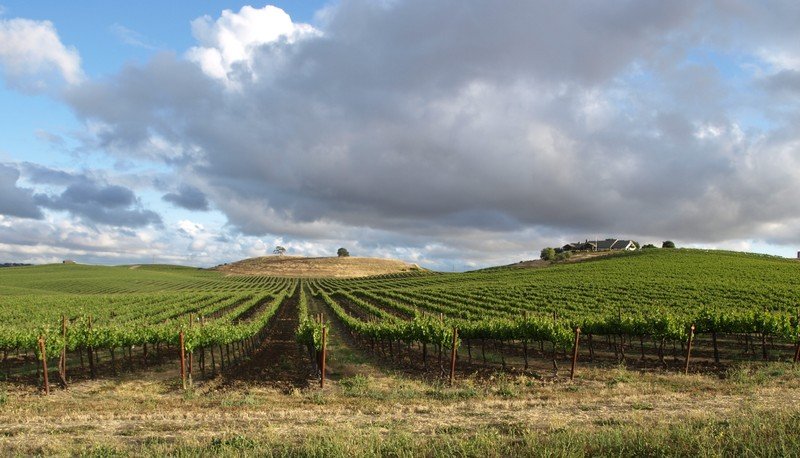 Sustainable Wine Growing tour — panoramic view of the vineyard hills.