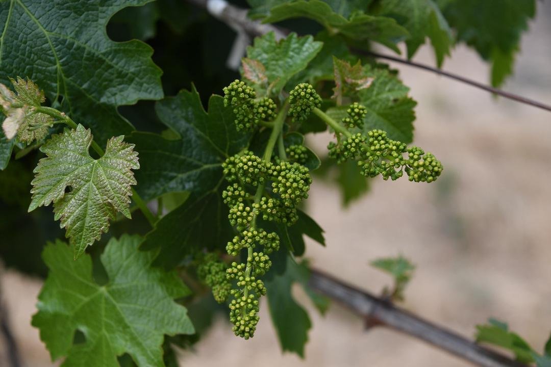 Early Steinbeck vine rows with young grapevines being tended.